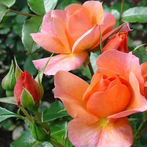 Rosa  Aprikola® - oranžová - Stromkové růže, květy kvetou ve skupinkách - stromková růže s keřovitým tvarem koruny